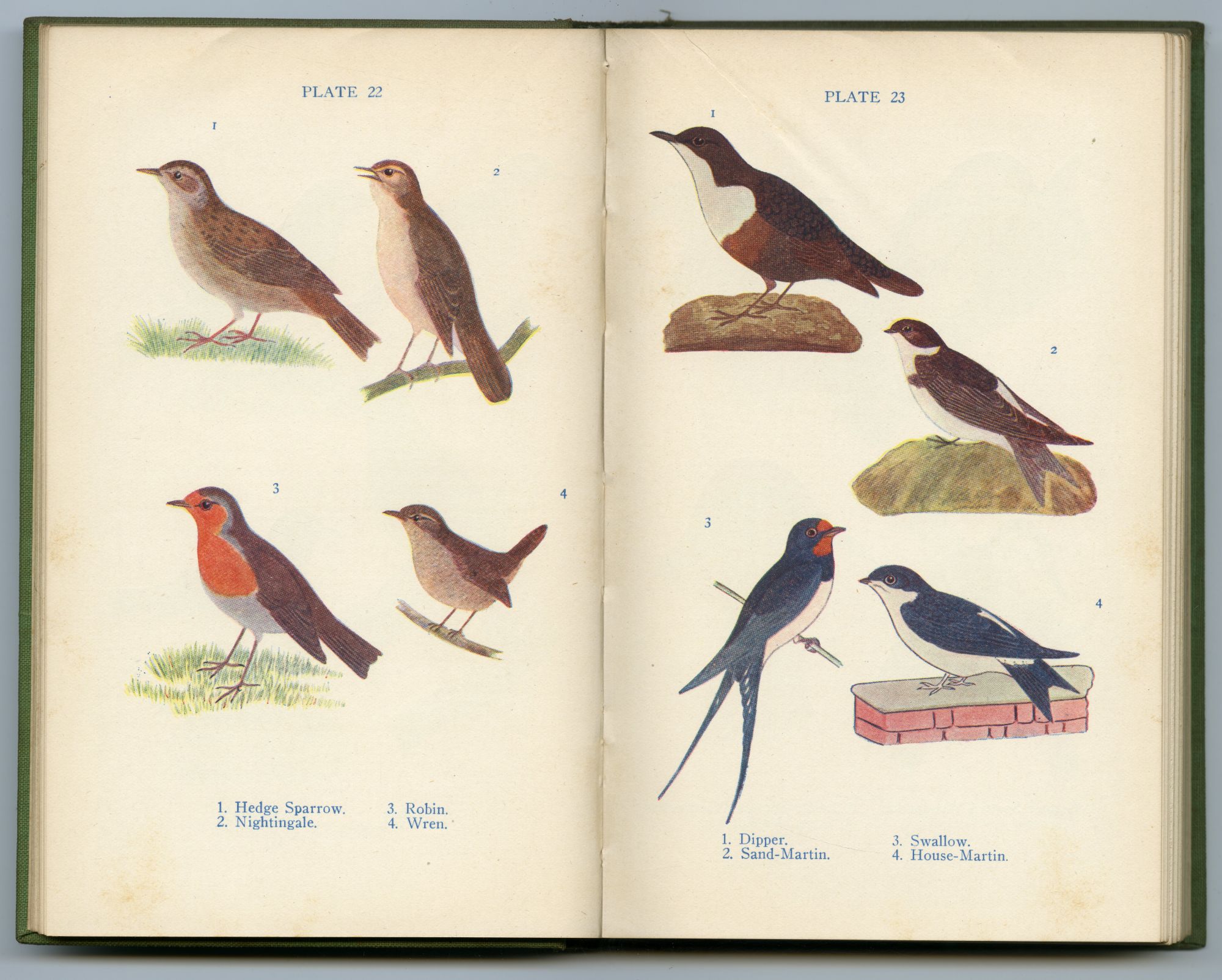 『NAME THIS BIRD』（1934年、DENT）のページから02